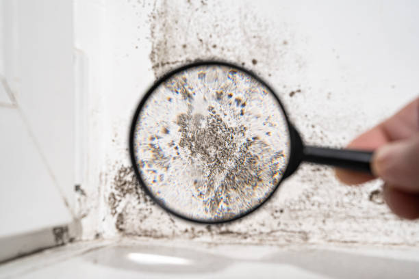 Mold Remediation for Rental Properties in Orange Park, FL